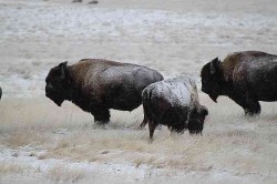 Where the buffalo roam